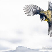 Blaumeise im Anflug